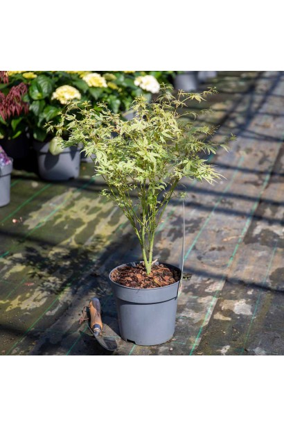 Acer palmatum Баттерфляй